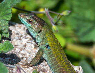 Closeup of a Green and Turquoise Lizard on a Sunny Day in Italy