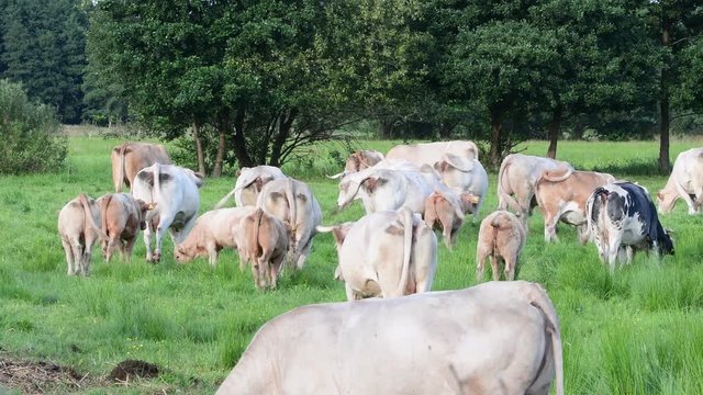 Eine Rinderherde im Sommer auf der Weide