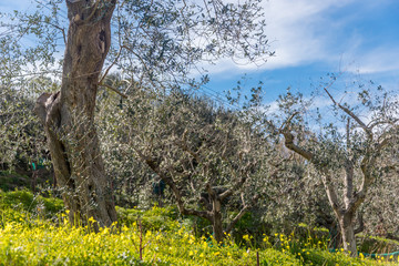 Olive Trees and Yellow Wildflowers on a Spring Day in Italy