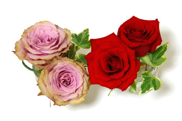 Naklejka premium ローテローゼとオールドダッチという名前の薔薇の花