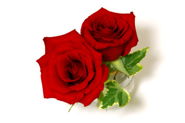 真っ赤なローテローゼという名前の薔薇の花