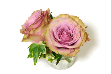 ピンク色のオールドダッチという名前のバラの花