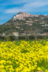 Hilltop Medieval Village in Southern Italy with Yellow Wildflowers in the Foreground