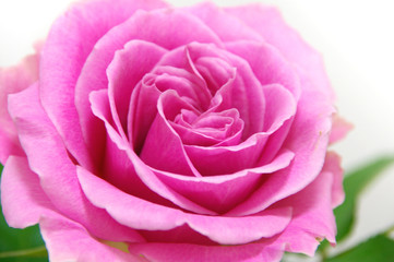 ピンク色の美しい薔薇の花