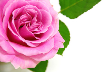 ピンク色の美しい薔薇の花