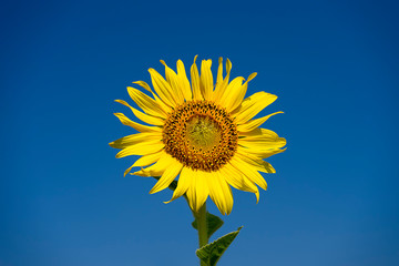 Close up The Sunflower
