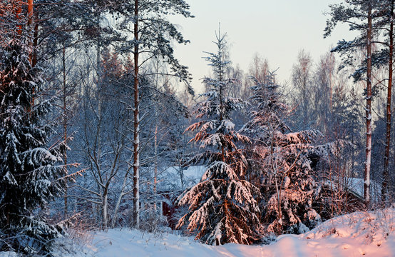 Purple Sun Rise Colours Trees In Forest. It's Cold January Morning.