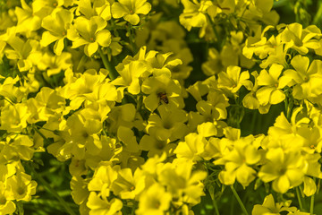 Obraz premium Bee in Yellow Flowers on a Sunny Spring Day in Italy