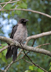One crow sitting on a branch in the summertime