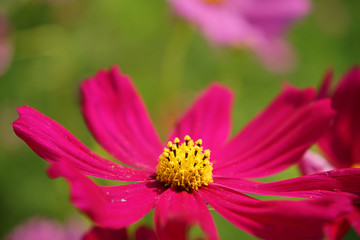 Japanese cosmos flowers
