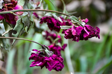 pink flowers in the garden