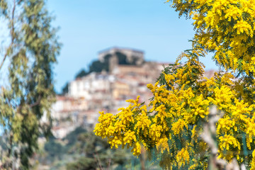 Mimosa Tree Blossoms Against an Ancient Italian Village in the Background