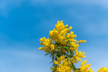 Mimosa Tree Blossoms Against a Clear Blue Sky
