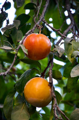 red fruit on a branch