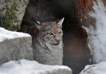 Fototapeta premium Lynx in the cave