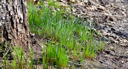 Young green grass awaken in early spring