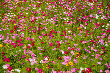 Japanese cosmos flowers