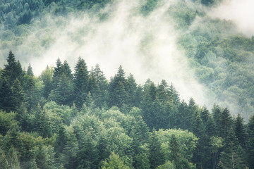 Fog over mountains covered with woods, natural outdoor background