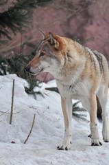 Eurasian wolf
