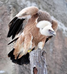 The rise of the bald vulture