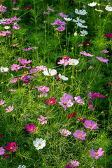 Japanese cosmos flowers