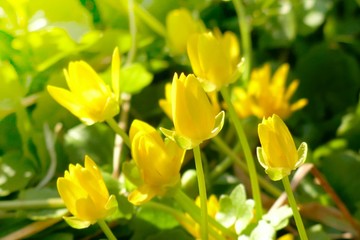 Spring flowers. Yellow Spring flower in the sun on a blurred floral background. Bright  wildflowers background.