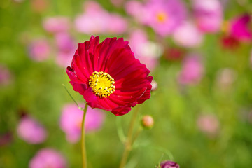 Japanese cosmos flowers