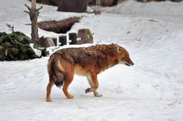 Fototapeta premium The running jackal