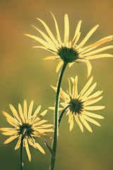 Obraz premium Yellow flowers in the meadow in the morning sun