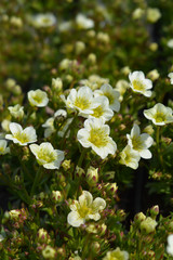 Saxifrage Snow Carpet