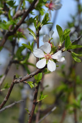 Almond