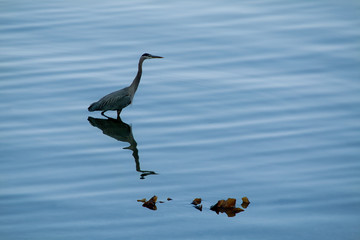 Great Blue Heron, Ardea herodias, standing and foraging in water.	