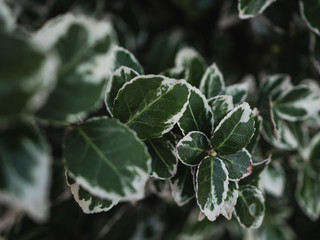 background of green leaves