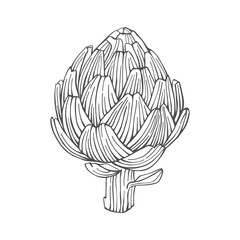 Artichoke. Hand drawn engraving style illustration.