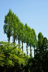 Fototapeta premium 青空と新緑の木々