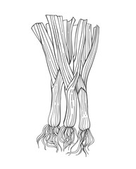 Leek. Hand drawn engraving style vector illustration.