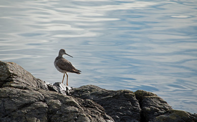 Lesser yellowlegs, Tringa flavipes, sandpiper standing on rocky coast