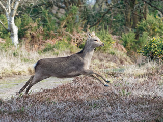 Leaping Deer