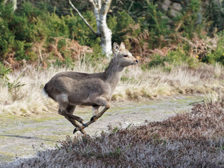 Sprinting Deer