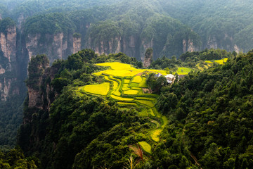 Spectacular rice field terraces in front of Laowuchang village, in Yuanjiajie area of Wulingyuan National Park, Zhangjiajie, China. This national park inspired &ldquo;Avatar&rdquo; movie