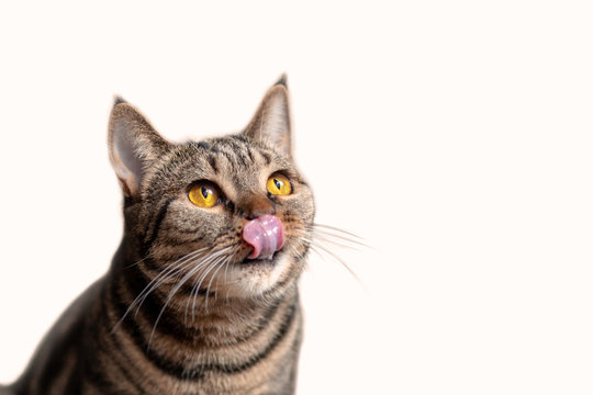 British Short hair cat with bright yellow eyes sits licking with tongue. Tebby color cute cat wants delicacy. Isolated, copy space.