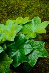 水撒きの水に濡れた八角蓮の葉