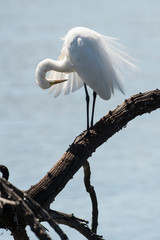 Grande aigrette,. Ardea alba, Great Egret