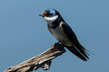 Hirondelle à gorge blanche,.Hirundo albigularis, White throated Swallow © JAG IMAGES