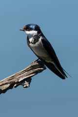 Hirondelle à gorge blanche,.Hirundo albigularis, White throated Swallow © JAG IMAGES
