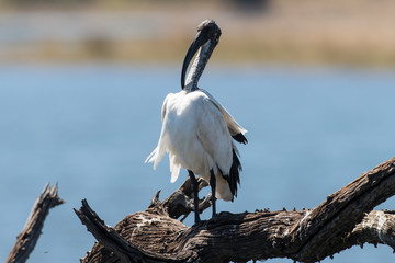 Ibis sacré,.Threskiornis aethiopicus, African Sacred Ibis