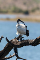 Ibis sacré,.Threskiornis aethiopicus, African Sacred Ibis