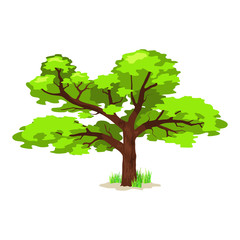 Deciduous tree in four seasons - spring, summer, autumn, winter. Nature and ecology. Natural object for landscape design or park. Cartoon style. Green tree illustration Isolated on white background.