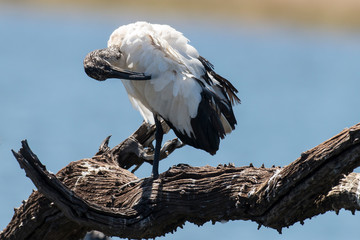 Ibis sacré,.Threskiornis aethiopicus, African Sacred Ibis