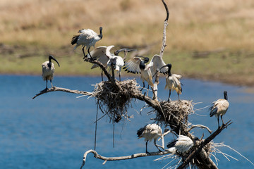 Ibis sacré,.Threskiornis aethiopicus, African Sacred Ibis